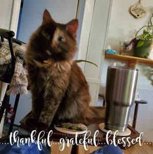 Meet your Posher, Debbie ramsey